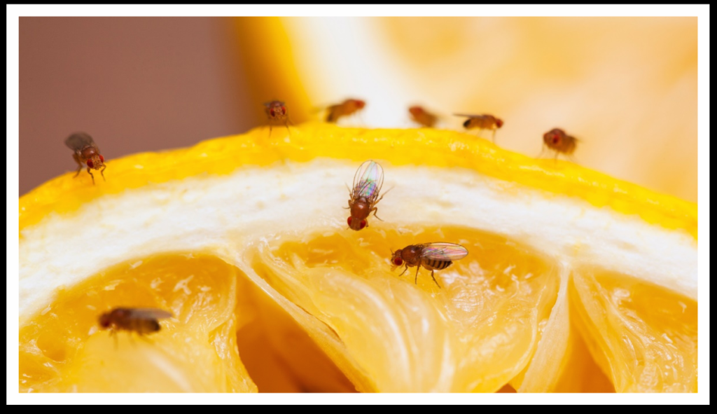How to get rid of fruit flies.jpg