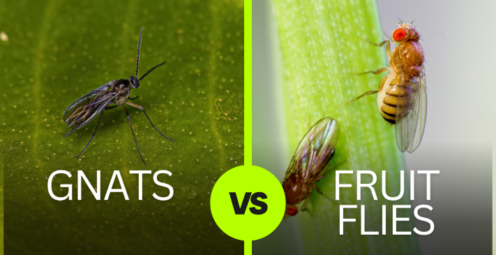 What’s the difference between fruit flies and Gnat.jpg